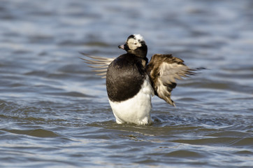 Harelde boréale, Harelde de Miquelon,.Clangula hyemalis, Long tailed Duck