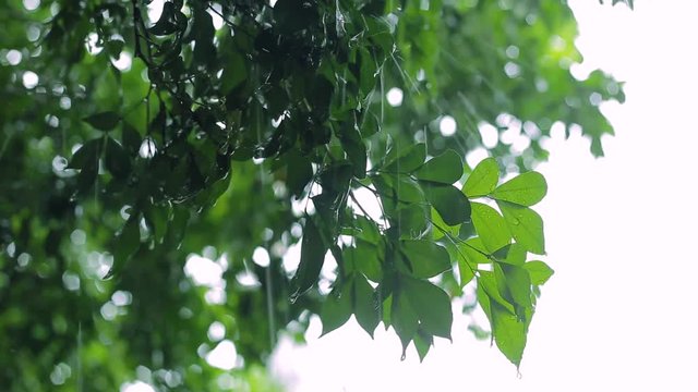 Rainfall Shakes Green Leaves of Trees Effect From Rainstorm