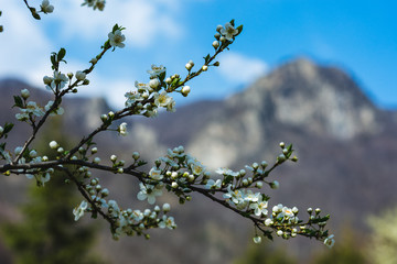 Blossoming Tree in the Spring with a mountain in the background
