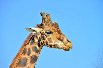 primissimo piano di una giraffa vista frontalmente e di profilo