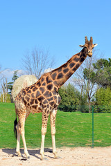 giraffa in piedi in primo piano