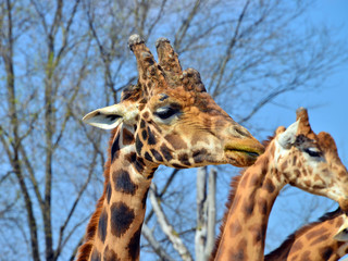 coppia di giraffe in primo piano