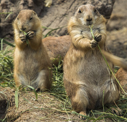 Prairie dog