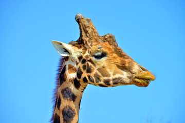 primissimo piano di una giraffa vista frontalmente e di profilo