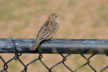 Bird on the fence