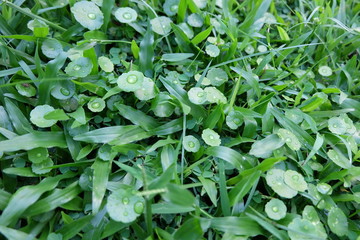 green plant