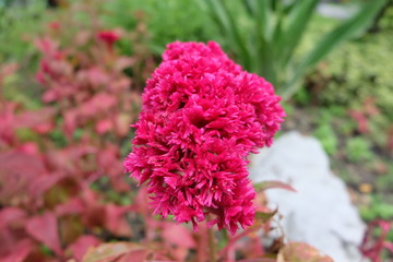 flowers in the garden