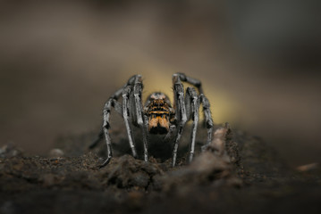 spider