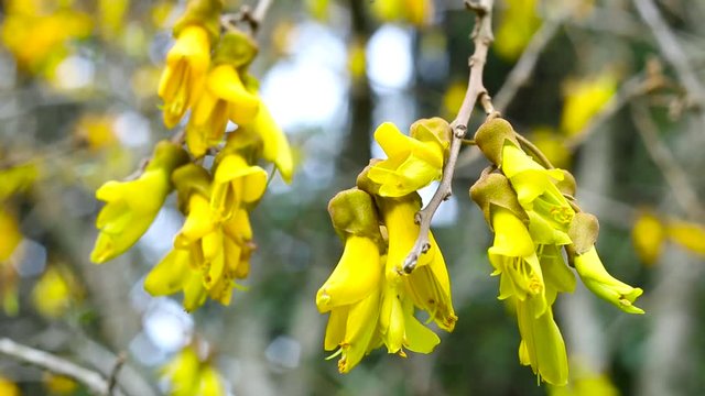 Close up of several bunches of yellow flowers hanging from a tree in full bloom.