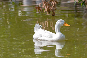 White duck swimming.