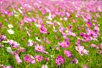 Obraz premium Cosmos flower (Cosmos Bipinnatus) with blurred background . Beautiful flowers ,Flowers in the garden