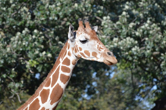 Giraffe in the outdoors