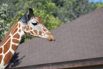 Giraffe in the outdoors