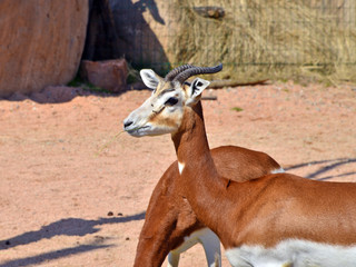 una gazzella in primo piano