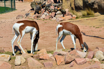 una coppia di gazzelle brucano l'erba