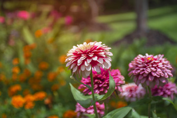 Beautiful pink flowers in natural (Zinnia flowers)