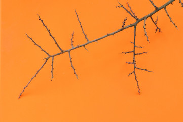 The ugly branch of thorns on orange background.