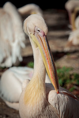 Great white pelican