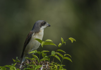 Chestnut-backed Shrike