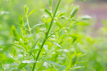 green grass with water drops