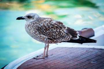 Seagull in Adriatic sea