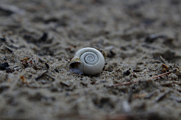 White Spiral Sea Shell Sitting on Coarse Brown Sand