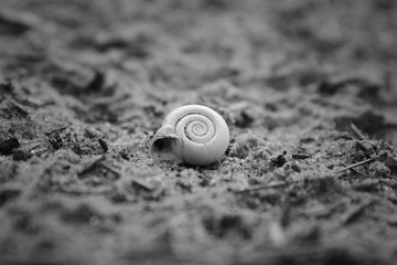Black and White Spiral Sea Shell Sitting on Coarse Sand