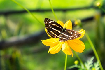 Butterfly on yellow Cosmos sulphureus Cav flowers.