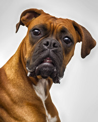 funny muzzle of a dog boxer breed on a white background