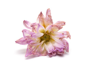 faded pink peony or paeonia lactiflora on white background
