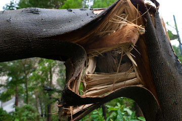 broken trees after a strong storm went through close up