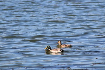 water, duck, bird, lake, nature, animal, wildlife, swimming, pond, ducks, sea, wild, mallard, blue, swim, birds, river, waterfowl, feather, beak, animals, outdoors