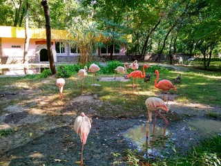 flamingos