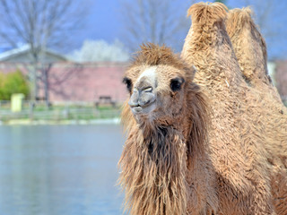 un cammello in primo piano visto frontalmente