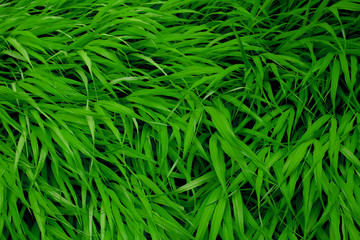 Dense Lush Vivid Spring Green Grass Texture Close Up Background
