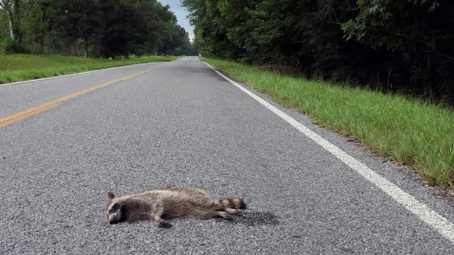 Road kill with raccoon killed by a car on the highway. Country road with dead animal in rural Mississippi, United States of America