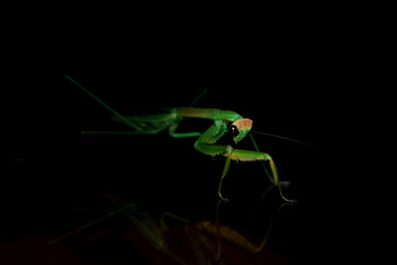 The mantis on the glass.