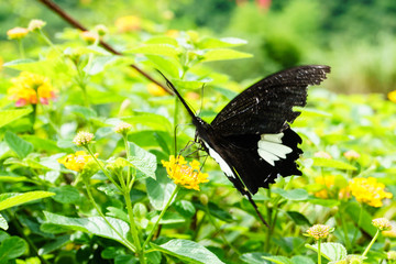 Fototapeta premium Beautiful butterfly collects nectar from flowers.