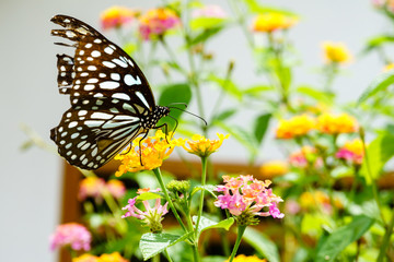 Beautiful butterfly collects nectar from flowers.
