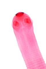 Tapeworm (Parasitic flatworm) of cattle and other grazing animals.