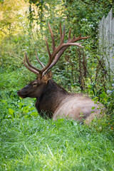 elk resting 
