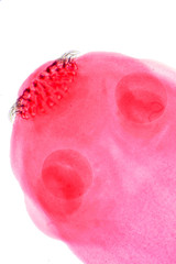 Tapeworm (Parasitic flatworm) of cattle and other grazing animals.