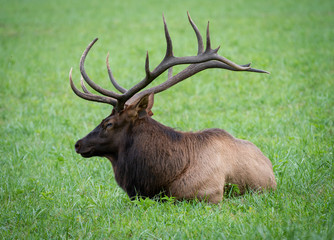 Elk resting in meadow