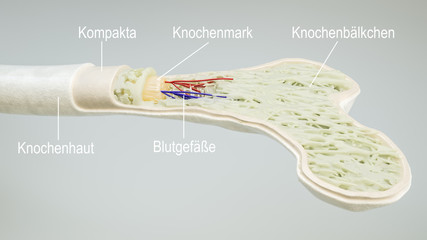 Anatomy of a bone- 3D Rendering
