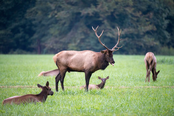 Bull Elk in Rut
