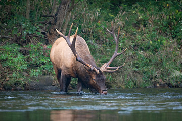 Elk Drinking in Forest River