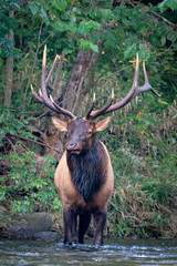 Elk in Forest
