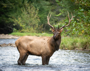elk in forest river
