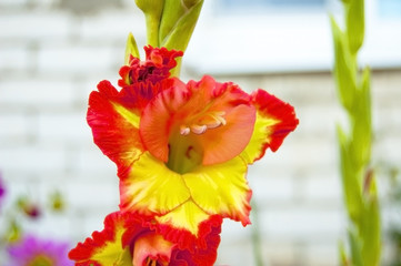 gladioli macro closeup