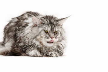 Maine Coon sitting and looking away, isolated on white studio